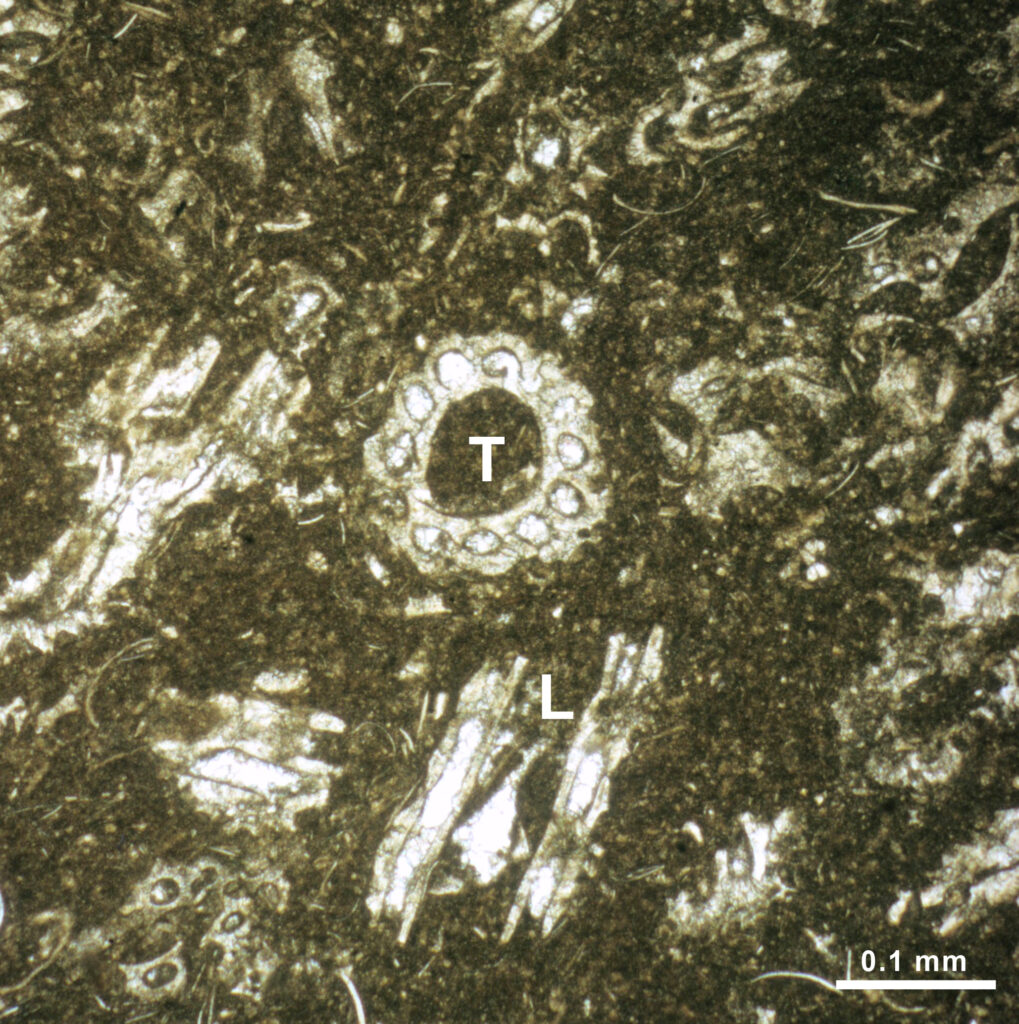 Fossile de Characée au microscope dans une lame mince de calcaire