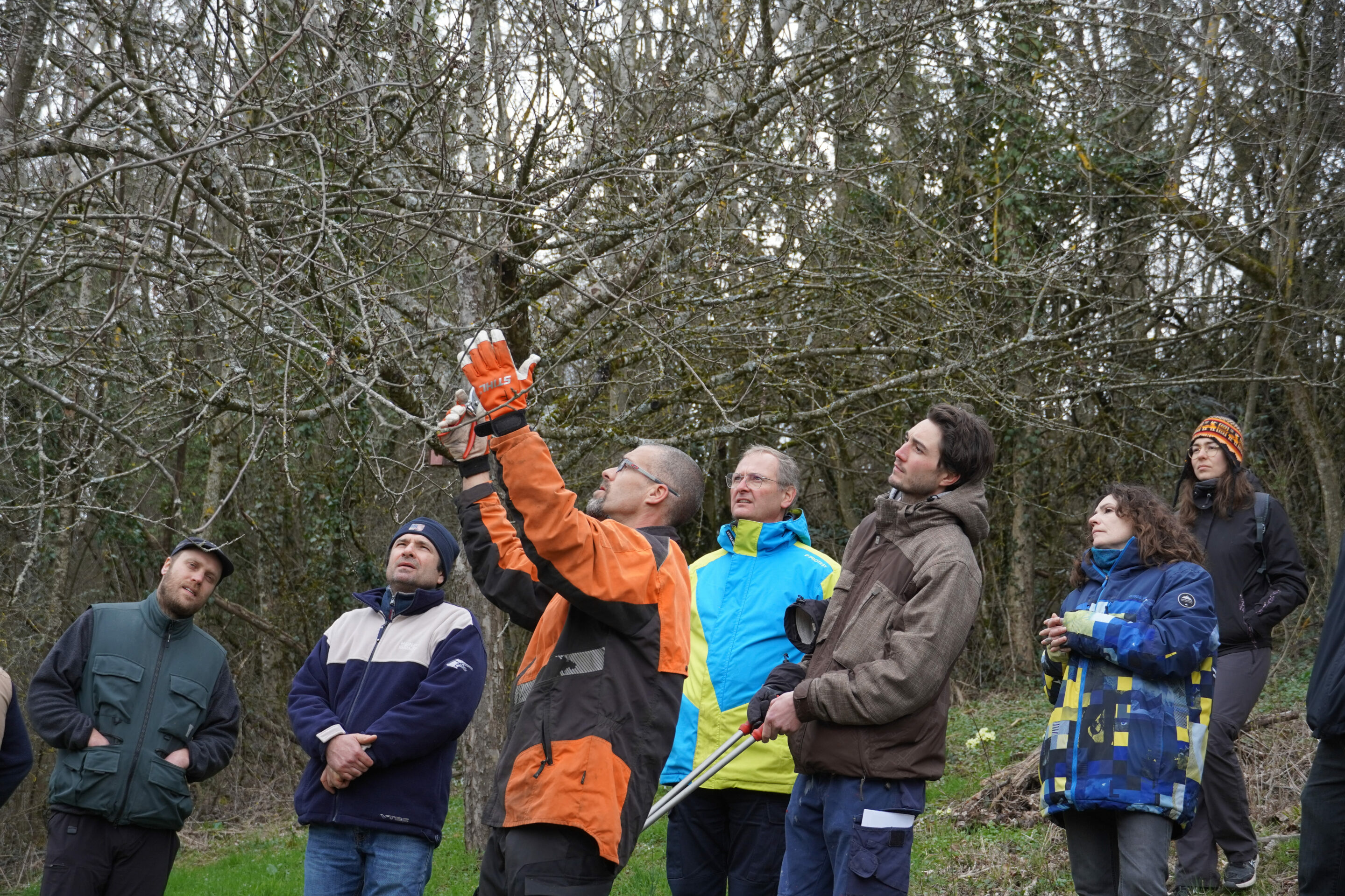 Animations hivernales : chantiers participatifs et formation à la taille des arbres fruitiers